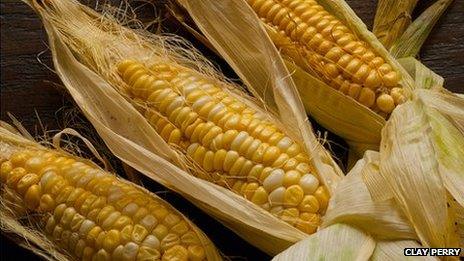 Sweetcorn Ashworth from the book Heritage Fruit & Vegetables by Toby Musgrave