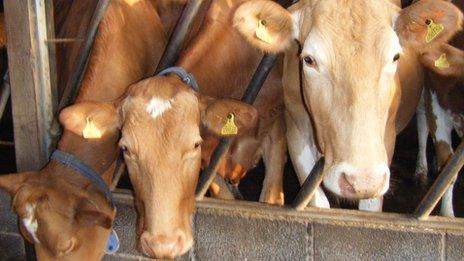 Guernsey cows