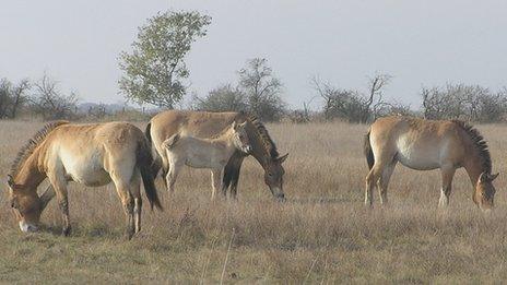 Przewalski’s horses, the closest wild relative of the domestic horse ancestor