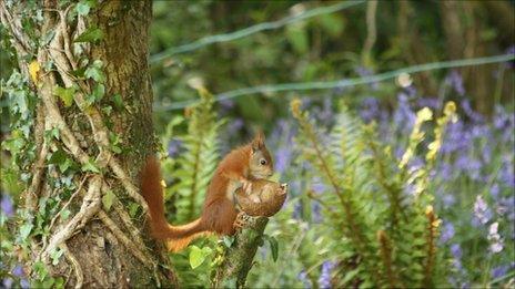 Red squirrel