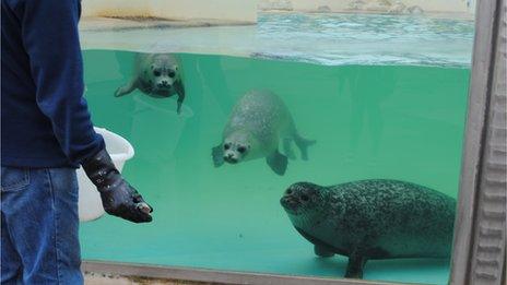 Harbour seals