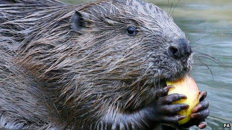 European beaver at Argyll, Scotland, released there in 2009