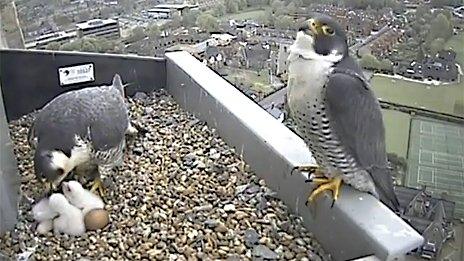 Peregrine chicks and adult birds on Norwich Cathedral spire platform