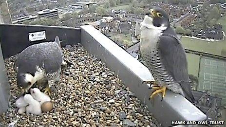 Three peregrine chicks and adult birds on Norwich Cathedral spire platform