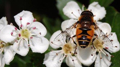 Hoverfly on a hawthorn flower (Image: 鶹Լ)