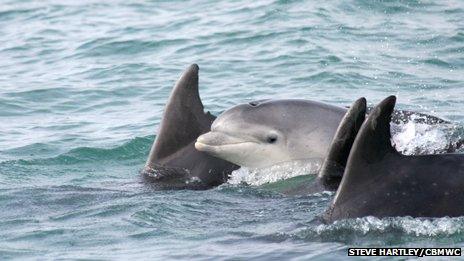 Bottle nosed dolphins