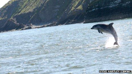 Bottle nosed dolphin jumping from water