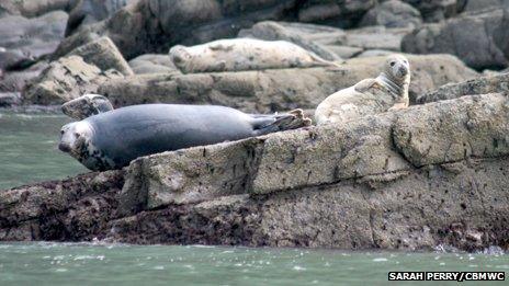 Atlantic grey seals