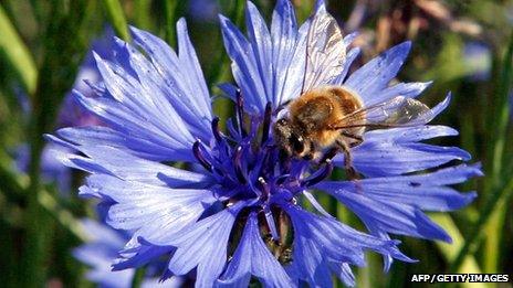 Bee on a cornflower