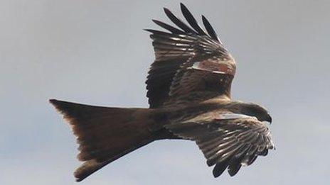 Red kite