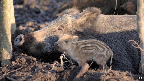 Wild boar and piglet