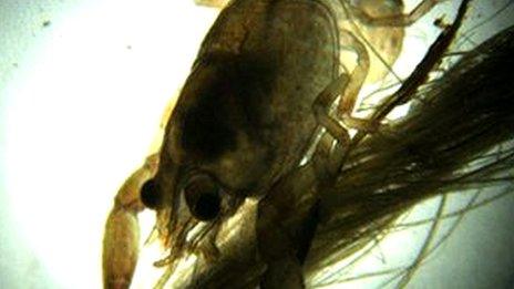 A juvenile white-clawed crayfish