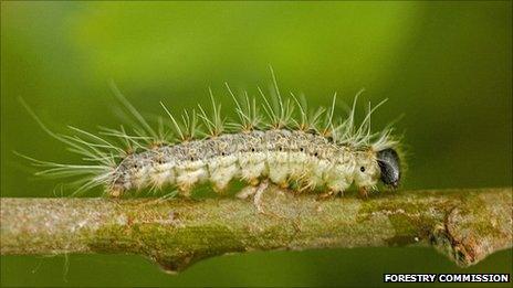 The Oak Processionary Moth caterpillar