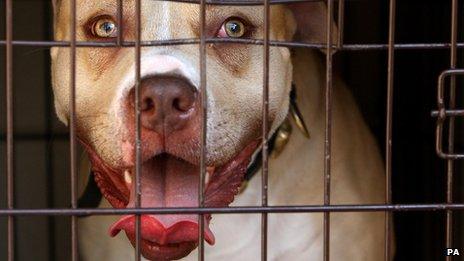 A pit bull seized during a south London raid