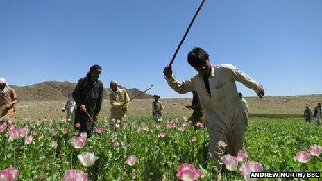 Eradication workers in a poppy field in Nangahar province