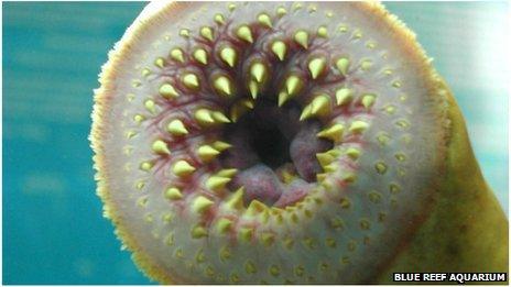 Lamprey