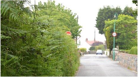 Overgrown hedge (States of Guernsey)