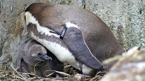 Humboldt penguins born at Twycross Zoo, Leicestershire