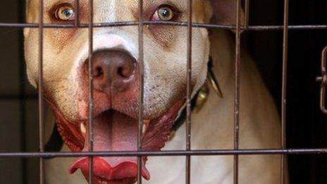 A pit bull seized during a south London raid