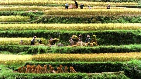 Terraced fields, China (Image: AP)