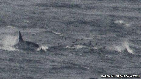 Orca chasing a white-beaked dolphin