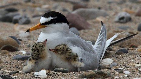 A Little Tern protects two of its chicks