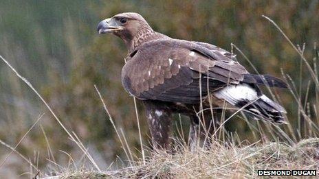 Golden eagle