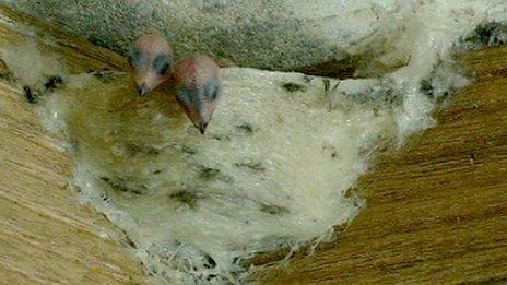 Swiftlet nest