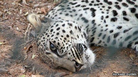 Arabian leopard