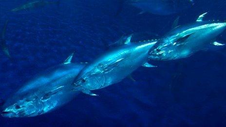 Pacific Bluefin tuna