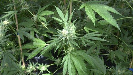 Cannabis plants - generic