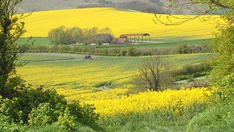 Oil seed rape