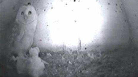 Webcam image of barn owl with four chicks