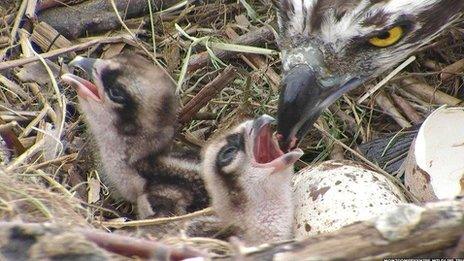 Osprey chicks. Image by the Montgomeryshire Wildlife Trust