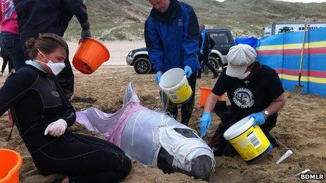 Risso's dolphin rescue, Perranport