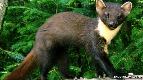 A pine marten