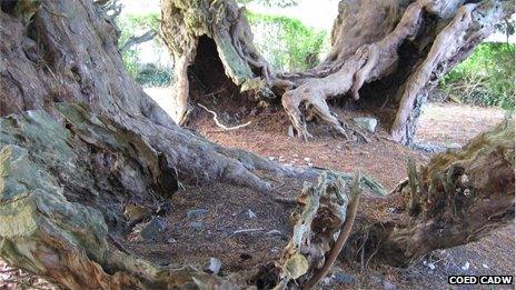 The Llangernyw Yew