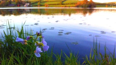 Loughbrickland Lake and toxic algae