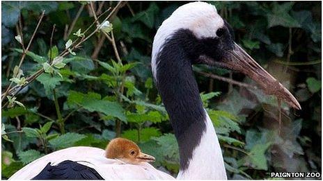 Red crowned crane chick and adult