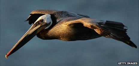 Brown pelican in flight