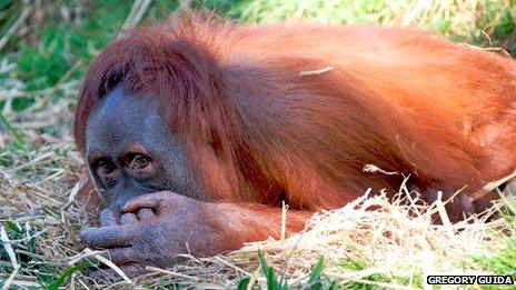 Orangutan