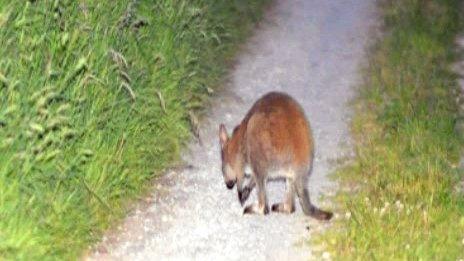 The last sighting of the missing marsupial in a lane way in Brantry near Eglish