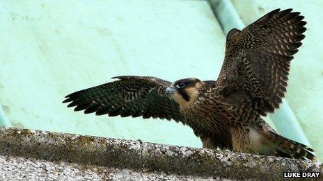 Chichester Cathedral peregrine falcon chick (Photo by Luke Dray)