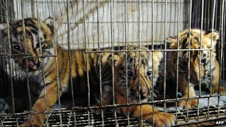 Rescued tiger cubs