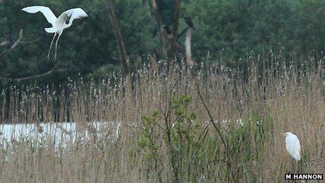 Photo of great white egret chick