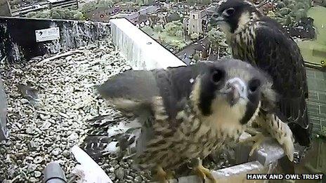 Peregrine chicks on edge of Norwich Cathedral platform