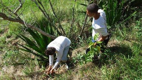 Tree planting