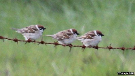 Three tree sparrows on a wire on Lewis