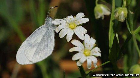 The Princethorpe area supports Warwickshire’s sole surviving colony of Wood White. butterflies (Photo Steven Cheshire, Warwickshire Wildlife Trust)