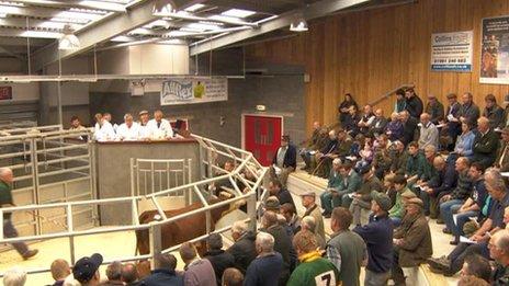 New Hereford Livestock market